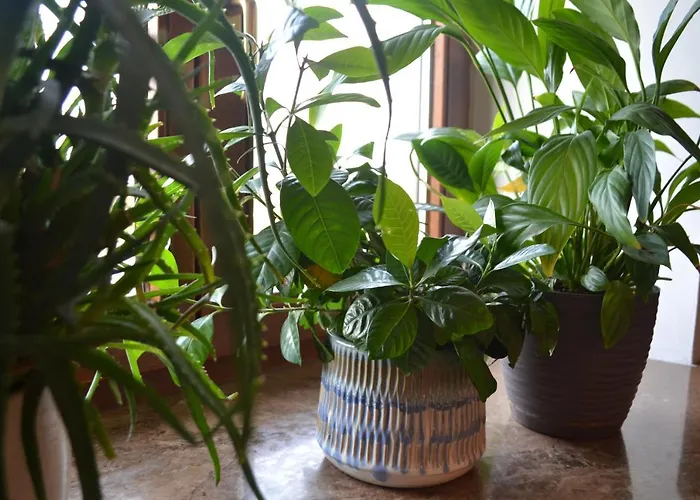 Διαμέρισμα Aloes